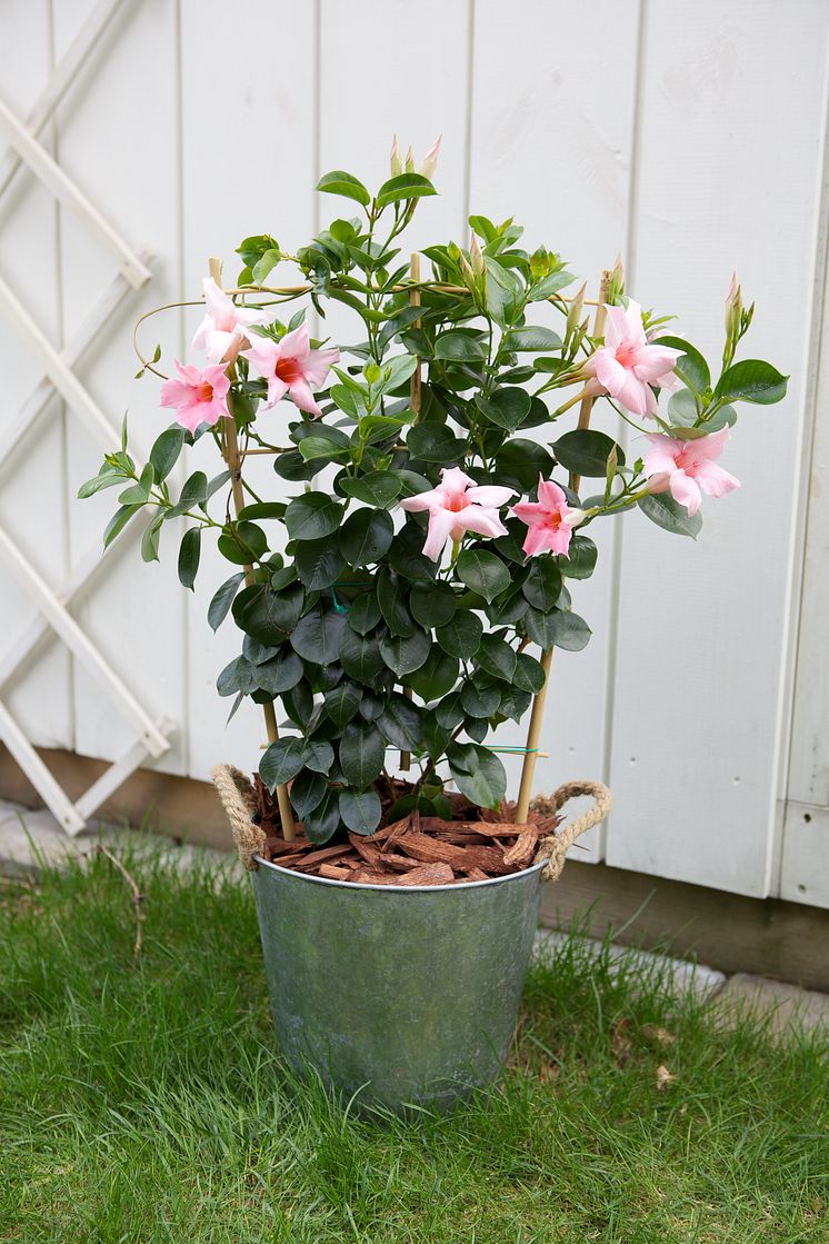 Bägarranka rosa 