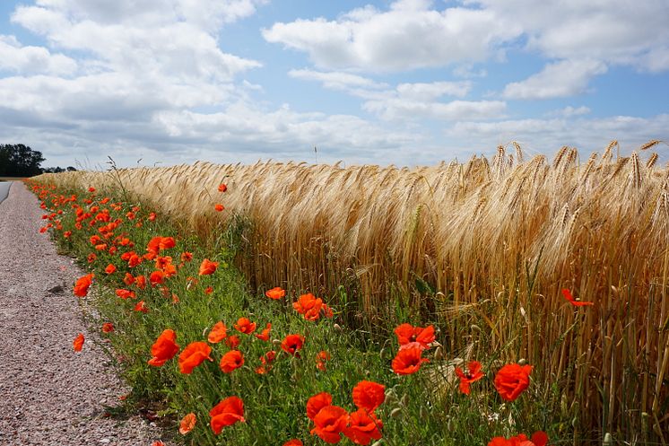 Felder und Blumen