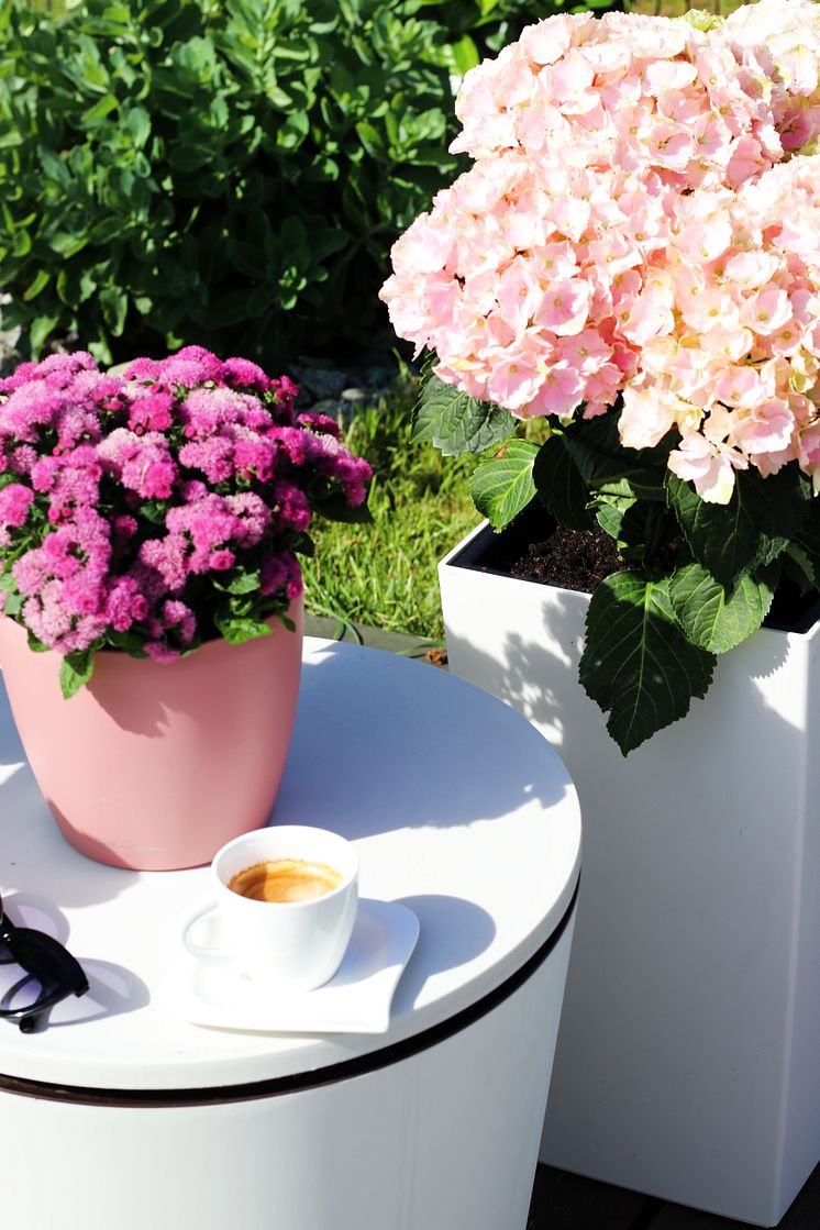 In voller Blüte: Bienen lieben Blumen!