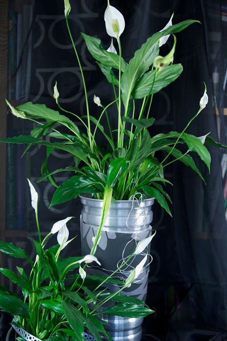 Fredskalla Spathiphyllum wallisii 