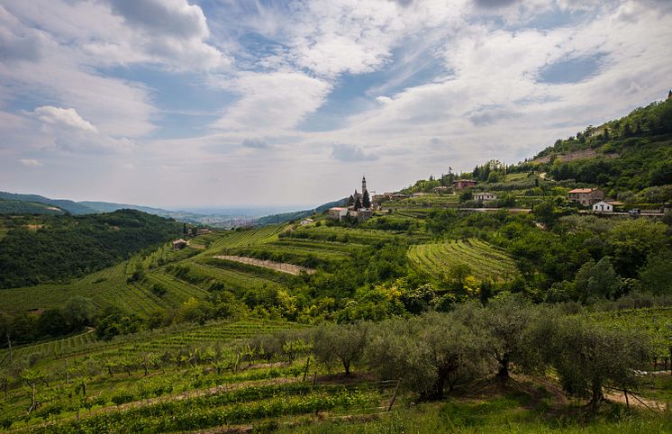 Bolla Veneto