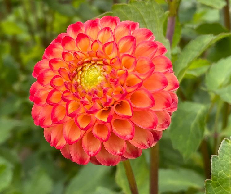 Pompondahlia 'Kasasagi' - Blomsterlandet 2023