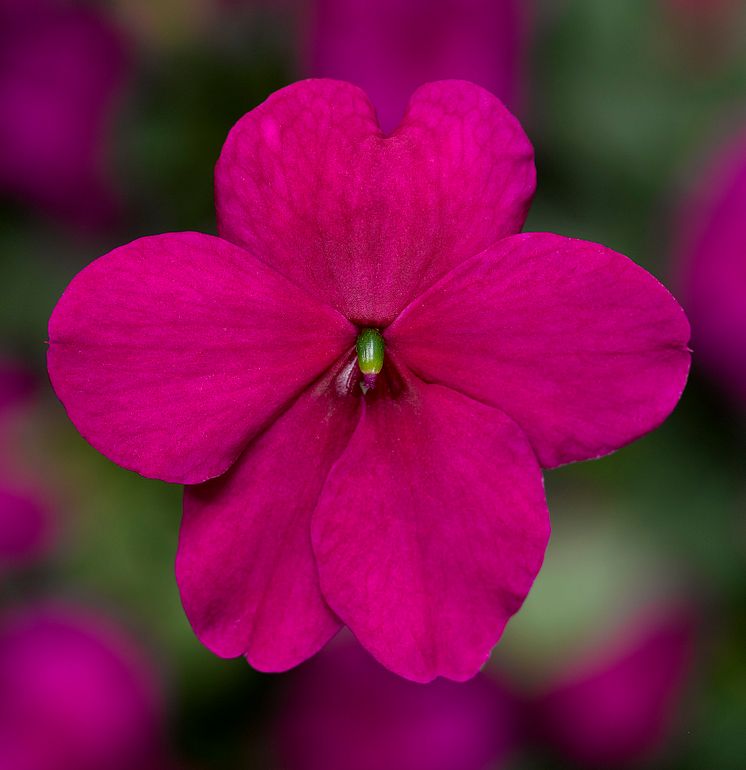 Impatiens ImaraPurple