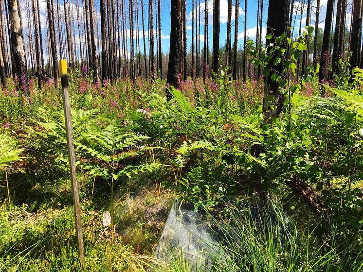 Dramatiska förändringar i växt- och djurliv efter storbranden i Västmanland