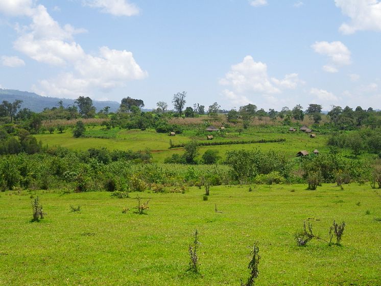 Traditionellt jordbrukslandskap i sydvästra Etiopien med betesmark, små odlingsfält, hemträdgårdar och skog.