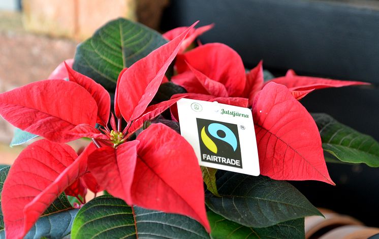 Första Fairtrade-märkta Julstjärnan i Sverige