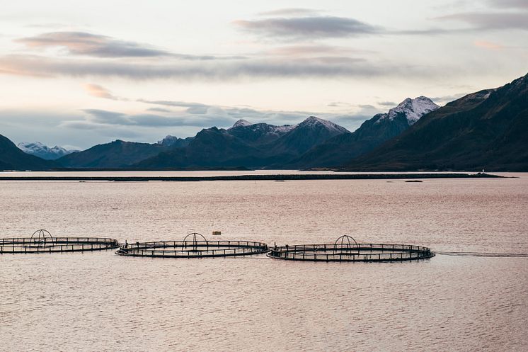 2021 fiskemerder nyksund