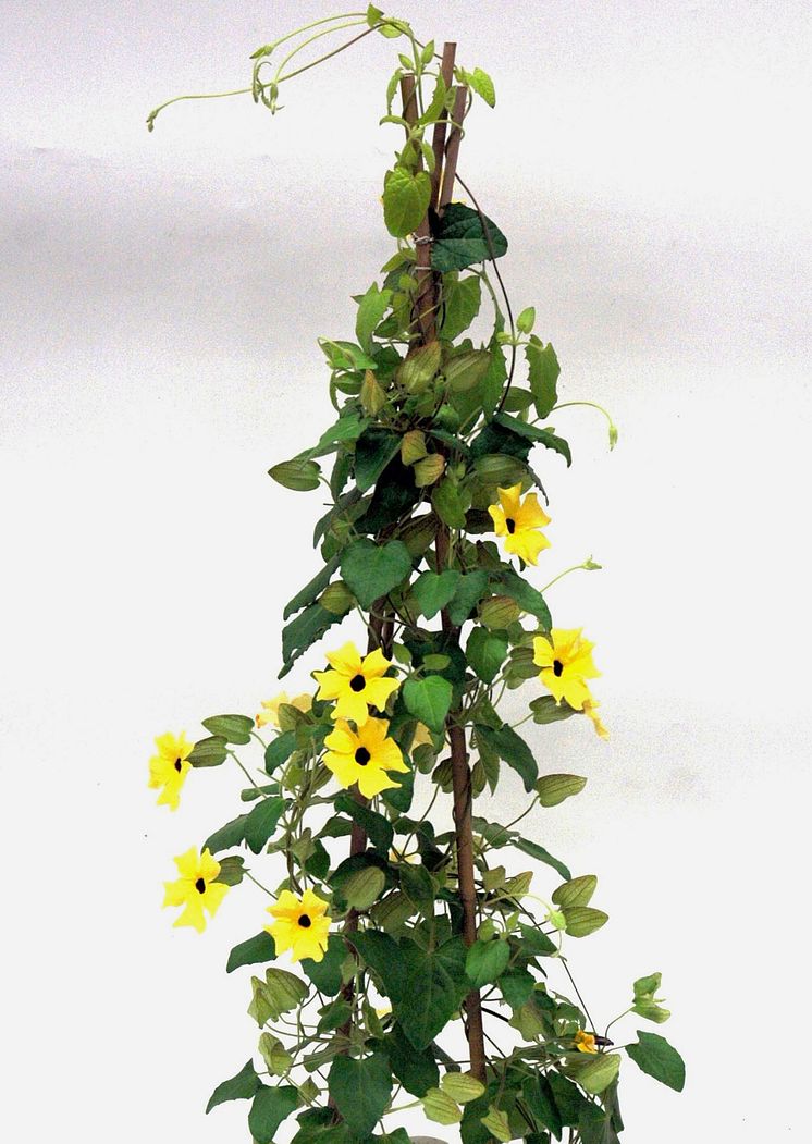 Svartöga, Thunbergia alata