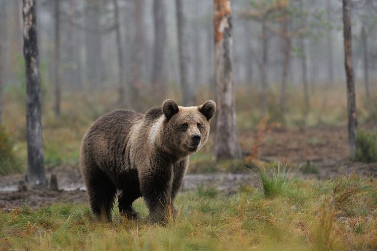 6057270-brown-bear-cub-in-the-misty-forest