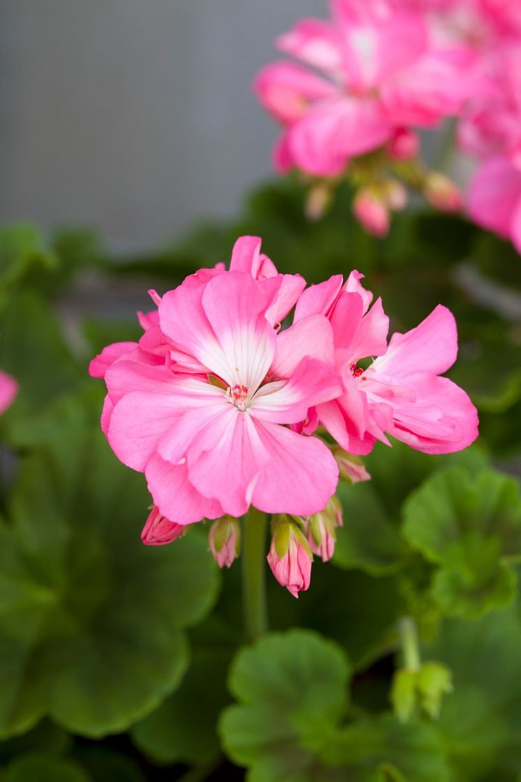 Pelargonium x hortorum ’Maria Dangel’ en Pelargon med en dokumenterad historia