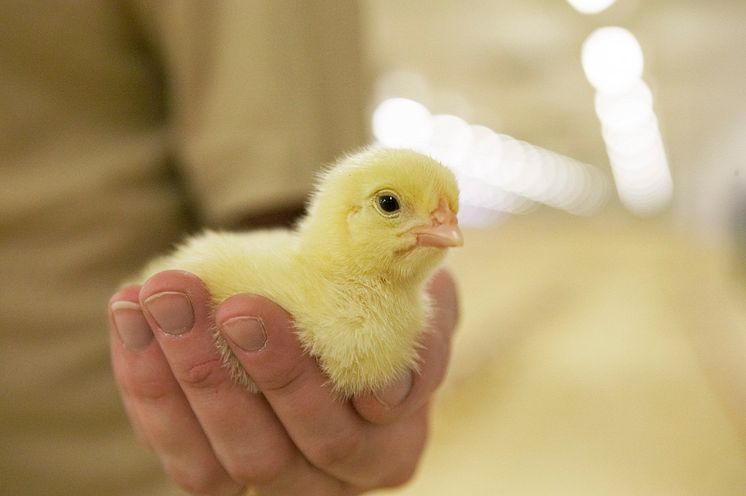 kyckling i hand