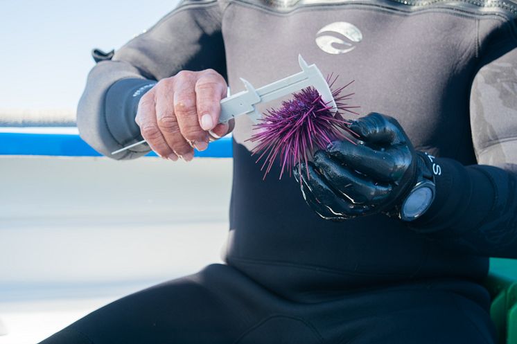 RS16074_Sea Urchin monitoring