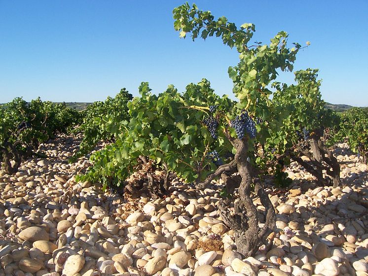 photo.terroir.champauvins