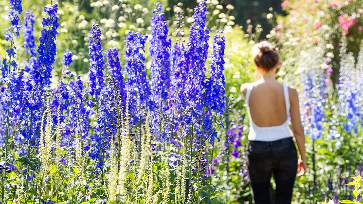 Sommar på Sofiero