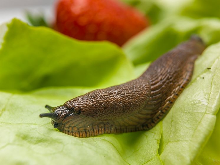 04_Slug_Arion_lettuce_strawberry_Neudorff.jpg