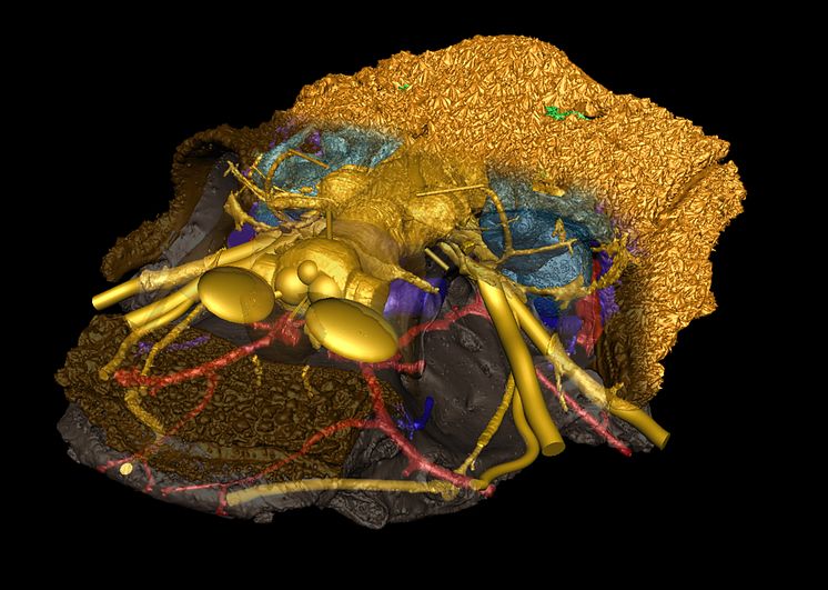 Computer model of Romundina's scull