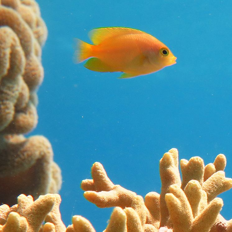 Damselfish