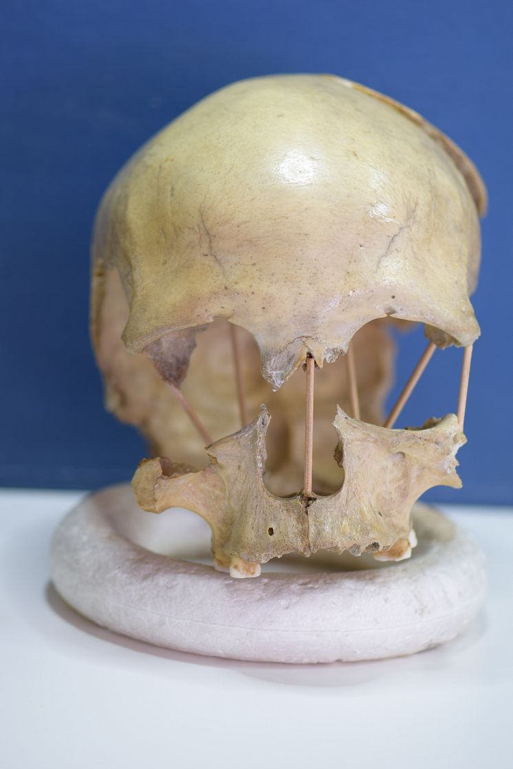 Peştera Muierii 1 skull