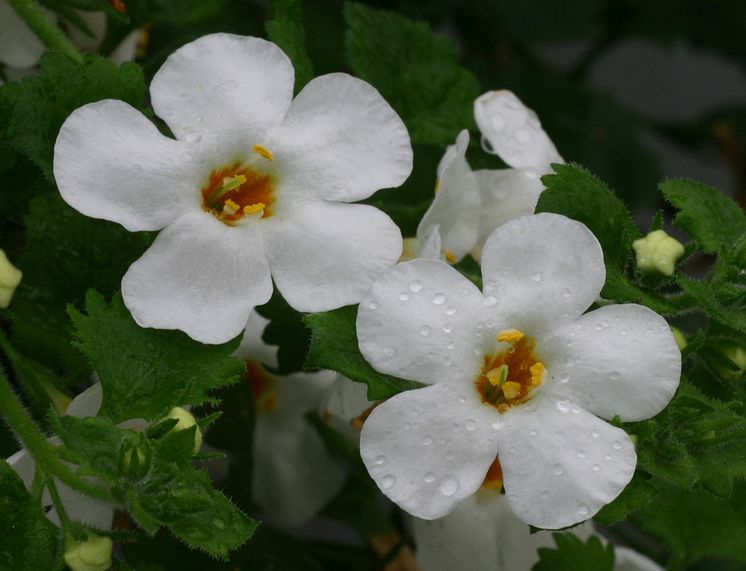 Sutera Bacopa Gulliver