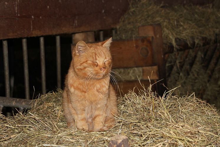 Weihnachten im Stall auf dem Klostergut Mößlitz: Bärenherz erhält beeindruckende Spende