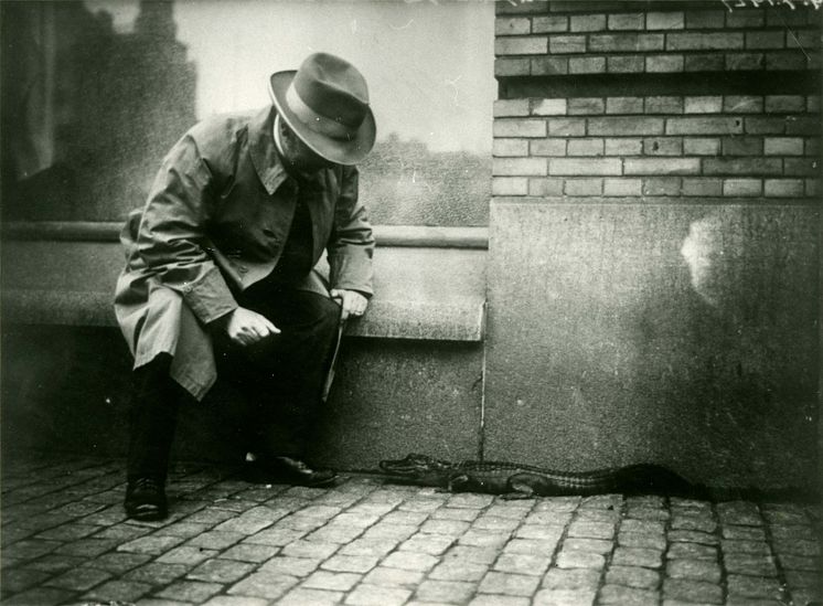 Akvariechef Hjalmar Östergren och alligatorn Smilet. Fotograf okänd, 1924. Sjöfartsmuseet Akvariet. Public Domain.jpg