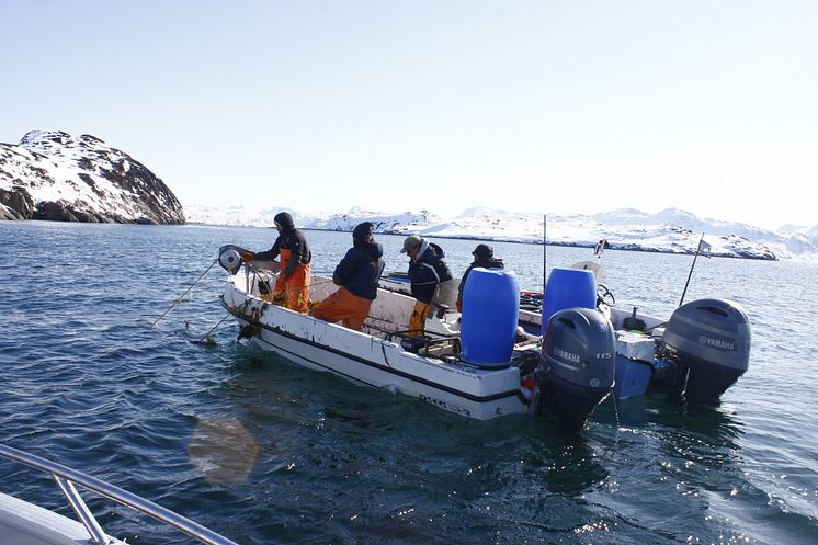 RS17827_Fishers retrieving catch from lumpfish gillnets