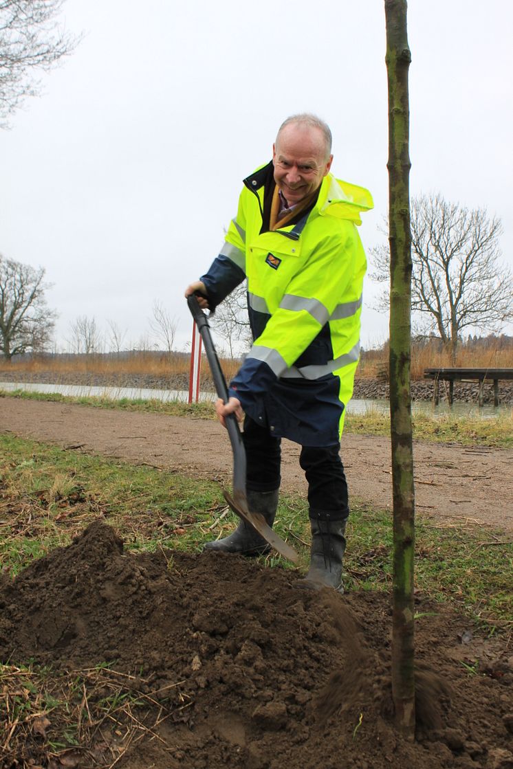 Pressbild - Extraplantering vid Göta kanals trädallé