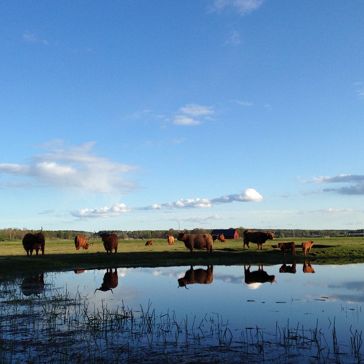 Hedersomnämnande i Naturens hus fototävling 2014. Fotograf: Malin Beijer-Gyrulf.