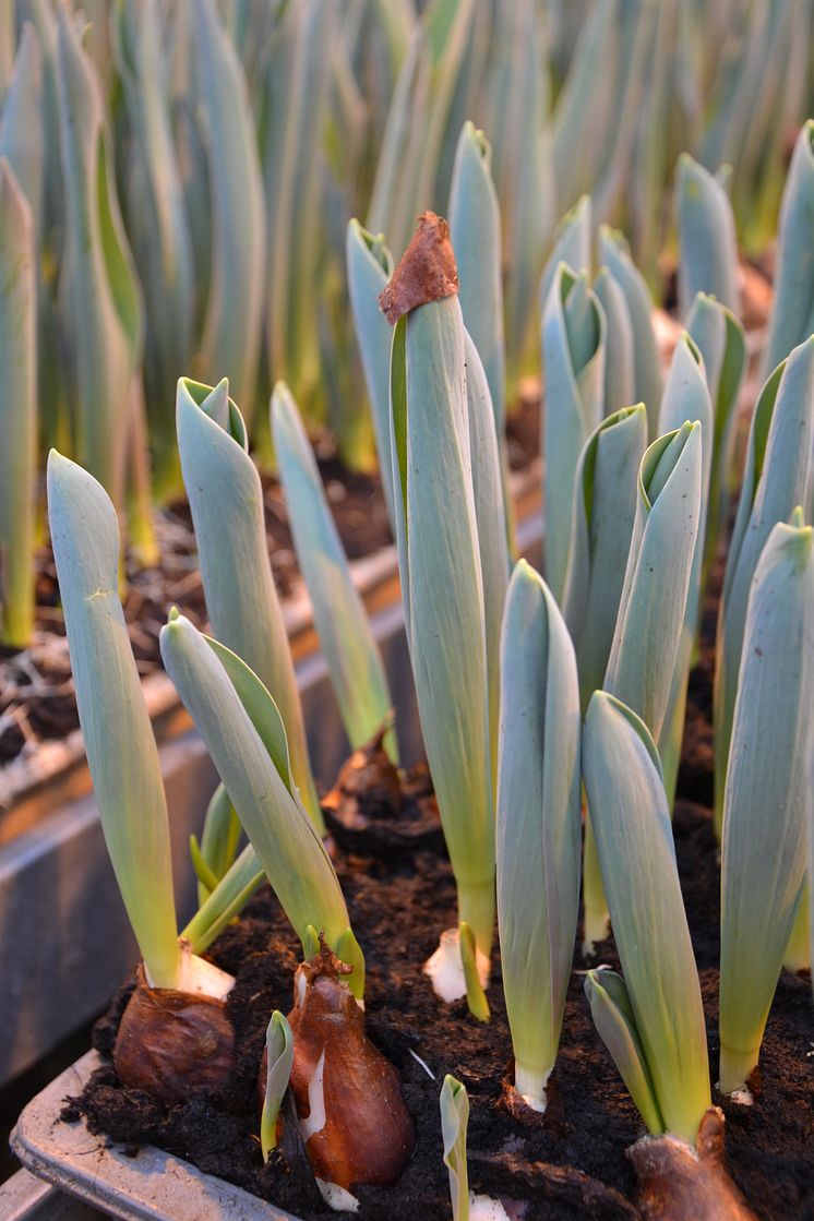 Målsta Blommor