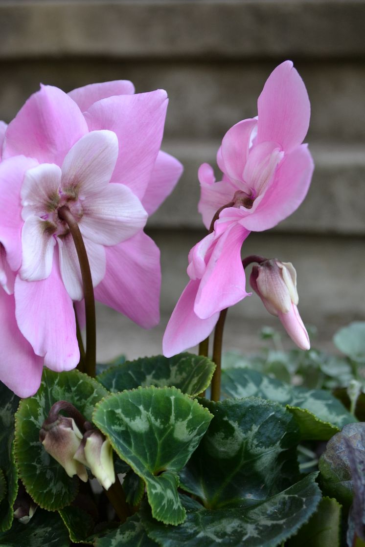 Rosa paraplycyklamen, Cyclamen persicum ’Pink Fleur en Vogue´