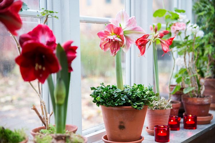 Svenska amaryllis till Amaryllisens dag. 