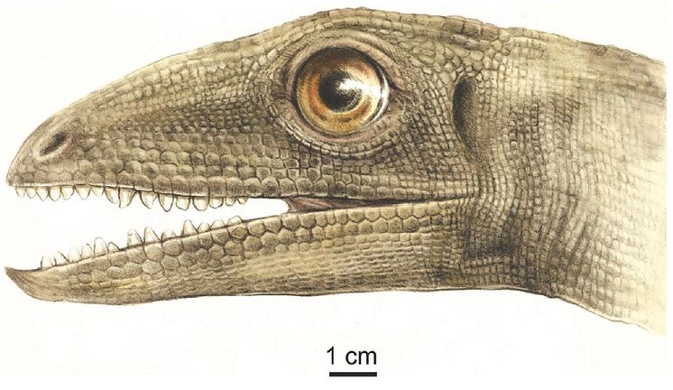 Silesaurus opolensis