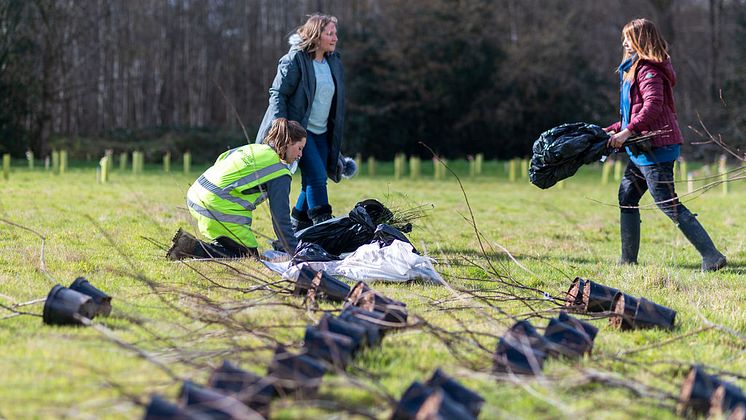 tree planting 3.jpg