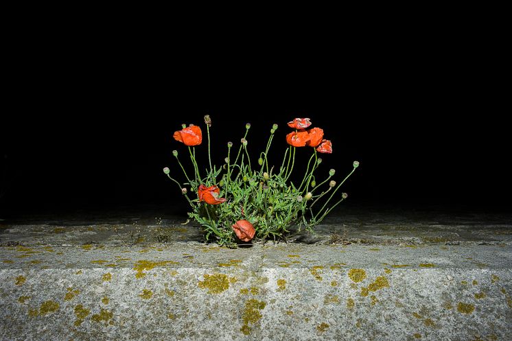 #68 Papaver rhoeas, från serien Unwanted, 2018 © Anna Cherednikova