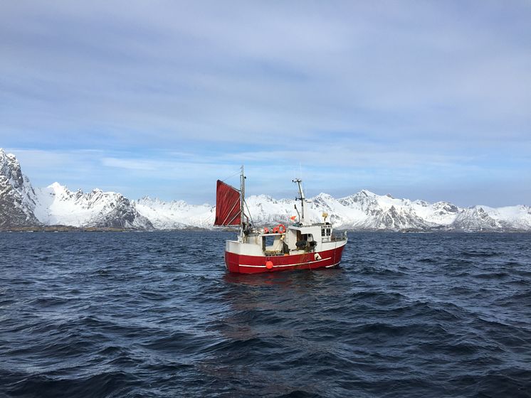 Bateau de pêche au cabillaud Skrei dans les Lofoten