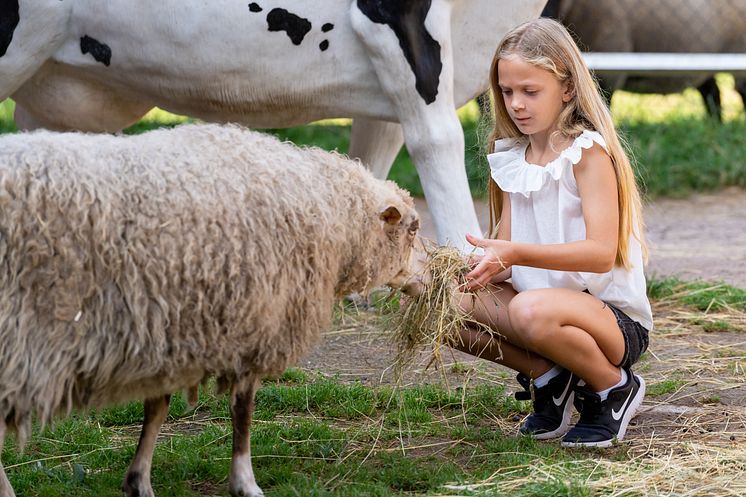 Barnens Bondgård i Skånes Djurpark