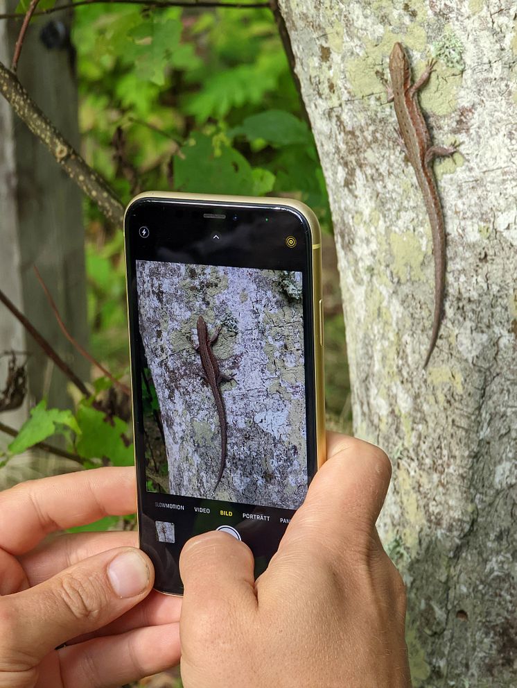 Artbestämning för att rapportera Foto Anders Tukler