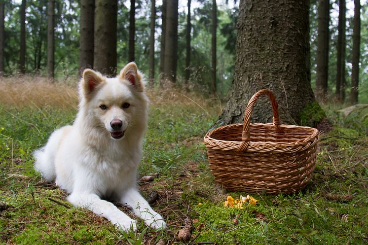 Hund i svampskogen