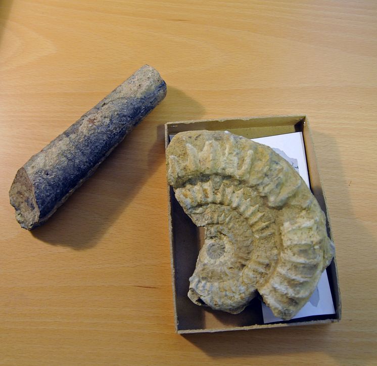 Fossil