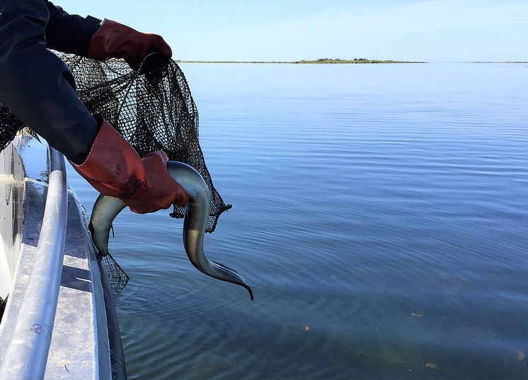 Olagligt ålfiske fortsätter – stor ökning av HaV:s beslag av ryssjor