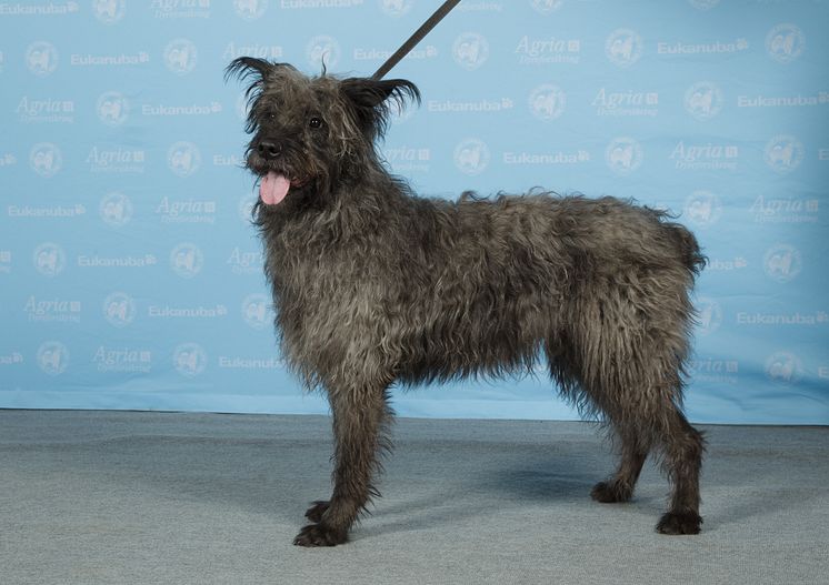 Bouvier des ardennes