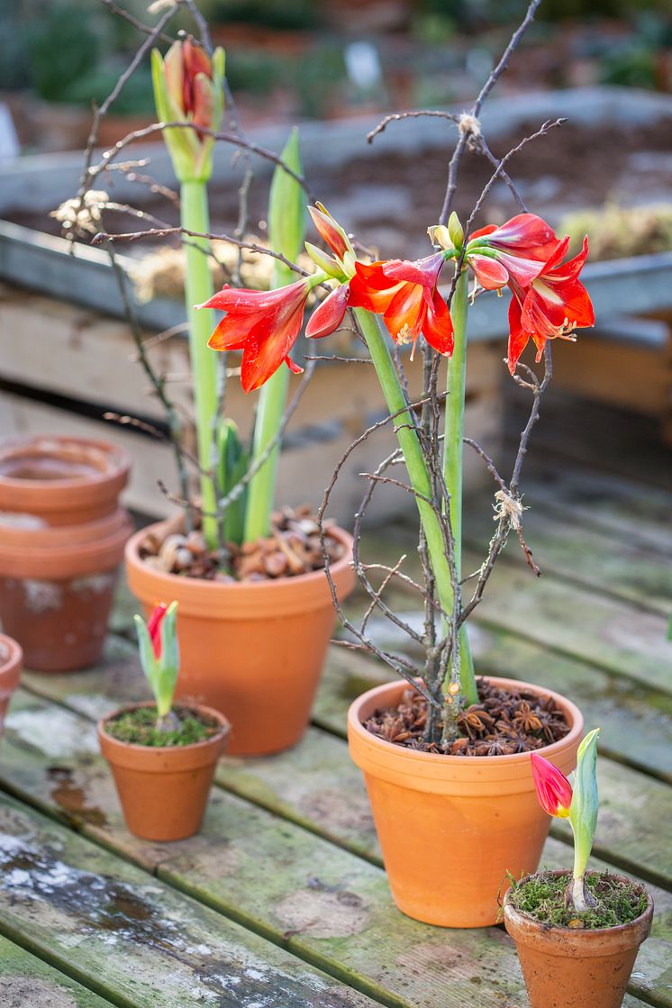 amaryllis_waldemarsudde_vinter_2023