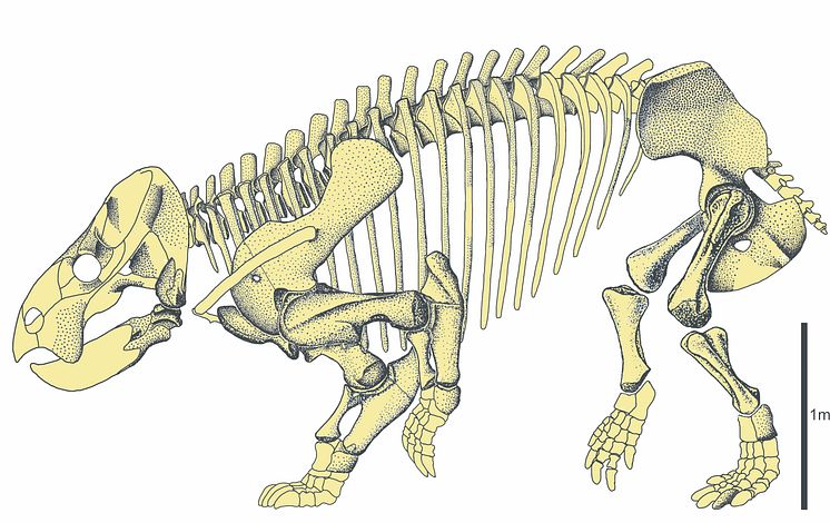 Rekonstruktion av Lisowicias skelett