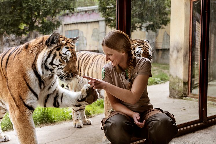 Tiger_2016-06-15_003.jpg