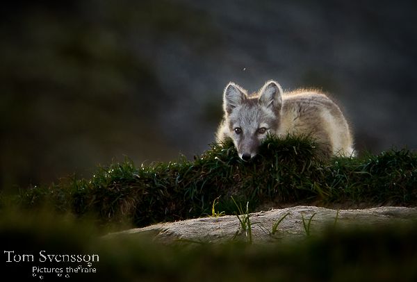 Relaxing - Expedition Artic Fox