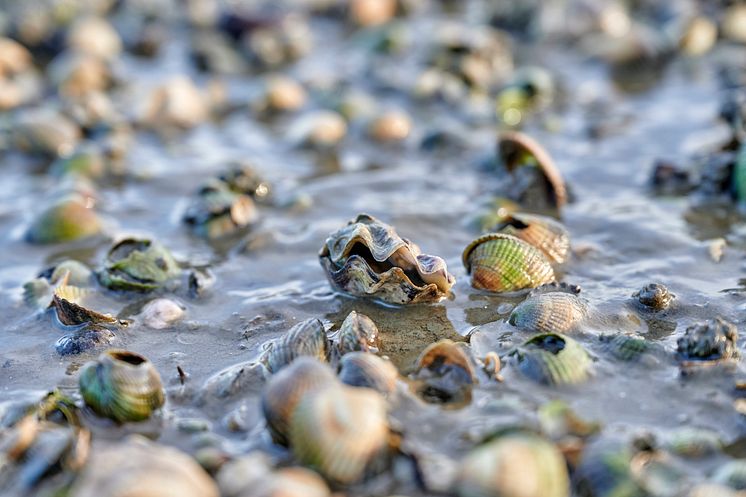 Wittmund_Muscheln_am_Wattenmeer;_Wattwanderzentrum_Ostfriesland