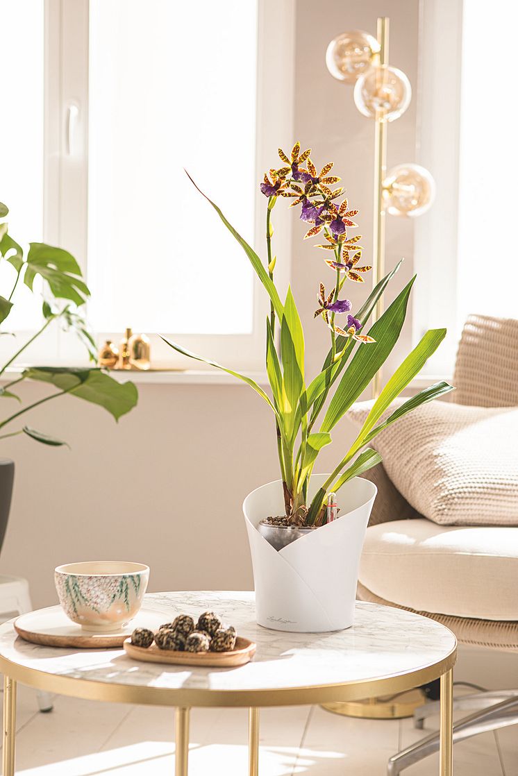 Wellnessbehandlung für Orchideen