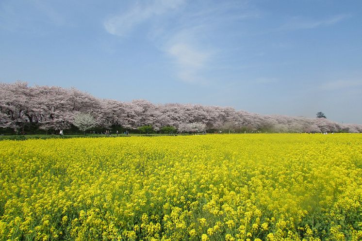 Gongendo Sakura Tsutsumi(1)