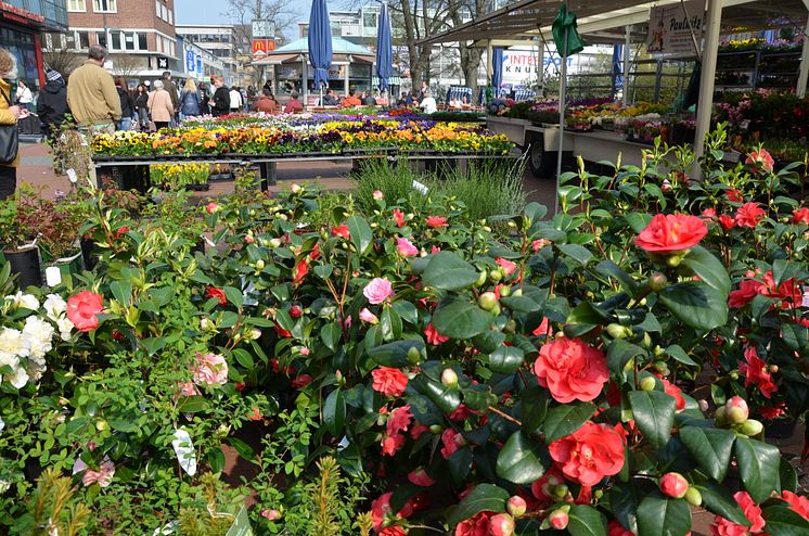 Ein buntes Blumenmeer erwartet die Gäste