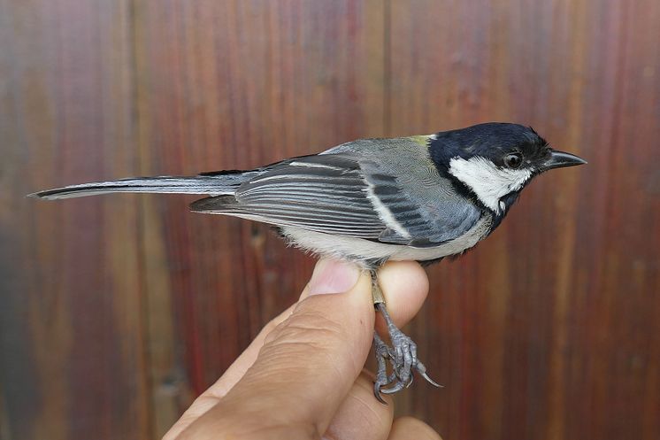 Talgoxe Parus minor artatus Hunan, Kina Foto Per Alström